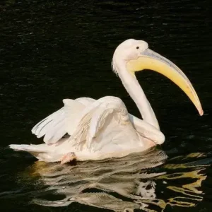 Nothing Phone 4a India specs display camera battery details